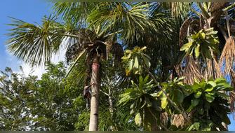 Amarumayu y la sostenibilidad en medio de la Amazonía loretana