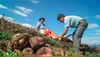 Instalan material genético para conservar papa nativa en Apurímac