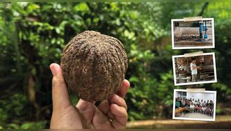 Lanzan Hoja de Ruta para transformar la industria de la castaña amazónica en Madre de Dios al 2030