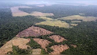 Ucayali bajo asedio: El 98% de la deforestación en la última década fue ilegal