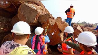 Madre de Dios: Detectan irregularidades en aprovechamiento forestal