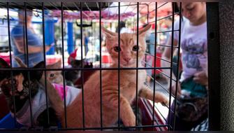 México: Prohíben exhibición de perros y gatos en vitrinas y jaulas