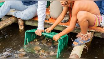 Liberan más de 100 mil taricayas en Loreto