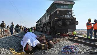 India: Siete elefantes mueren arrollados por tren de alta velocidad
