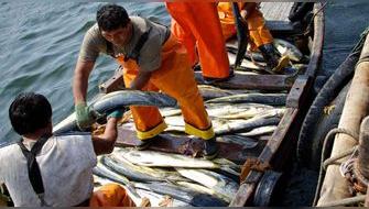 Comercio de pescado esparce «sustancias químicas eternas» por el mundo