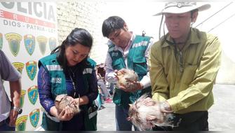 Piden detener uso del quirquincho en rituales de fin de año