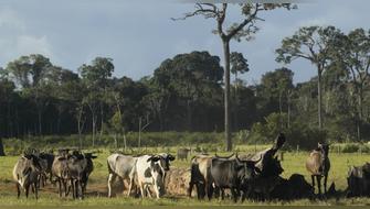 Familias transforman la ganadería para proteger la biodiversidad