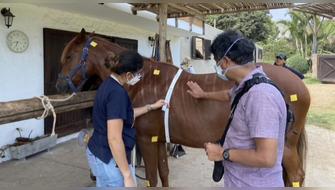 Científicos revelan genoma del Caballo Peruano de Paso