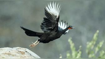 Lanzan iniciativa para proteger a la pava aliblanca