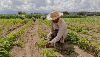 México: Hallan bacterias que podrían potenciar agricultura sostenible