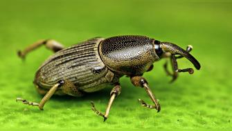 Crean dispositivo capaz de repeler temida plaga del plátano