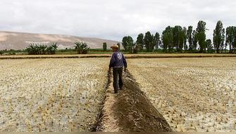 Campaña agrícola es afectada por bajas temperaturas y escasas lluvias