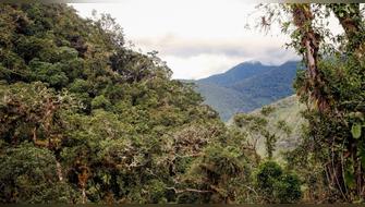 Protegerán casi 30 mil hectáreas de bosques de neblina Mirayar en Huancavelica