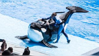 Muere conocida orca del SeaWorld de Orlando