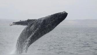 Más de 900 avistamientos consolidan la vigilancia de cetáceos en 2025