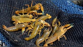 Arequipa inicia la veda anual de camarón