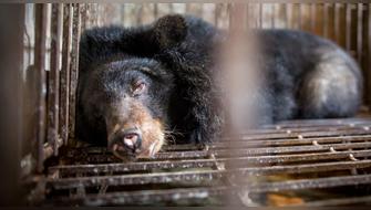 Corea del Sur anunció el fin de la cría de osos para bilis