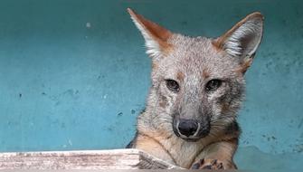 Cajamarca: Realizan inspección para conocer estado de salud de ‘Run Run’