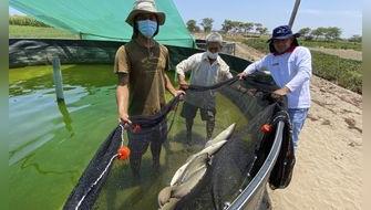 Lambayeque logra primera producción de paiche con tecnología simbiótica