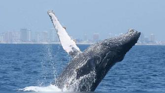 Guatemala abre su temporada anual de ballenas jorobadas