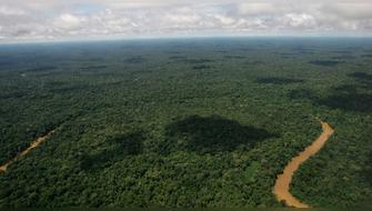 Cerca de 1.8 millones de hectáreas de bosques conservadas en el 2025