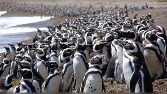 Perú realiza Censo Nacional de Pingüino de Humboldt