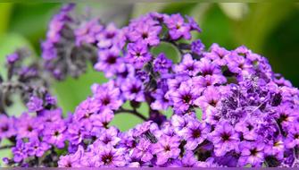 Descubren propiedades especiales en flor peruana