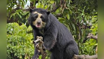 Perú: Esfuerzos ambientales se centrarán en conservación de especies