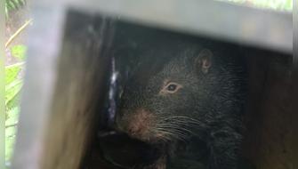 Junín: Macheteros rescatados retornan a la vida silvestre