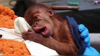 Orangután nace por cesárea y marca un hito en conservación de especie