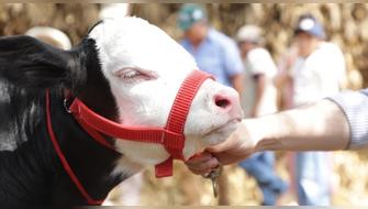 Lambayeque: Nace primera ternera concebida por inseminación artificial