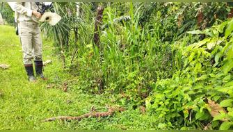 Rescatan enorme boa que apreció en vivienda del Cusco