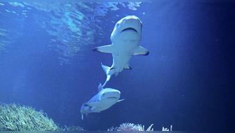 Panamá le pone freno a la exportación de tiburones