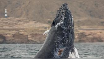 Perú inicia el seguimiento satelital de ballenas jorobadas para proteger su ruta migratoria