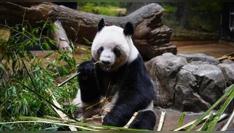 Japón se despide de los osos panda que habitaban su territorio
