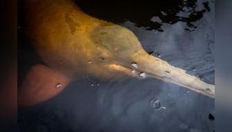 Los delfines de río como termómetro de la salud de los humedales