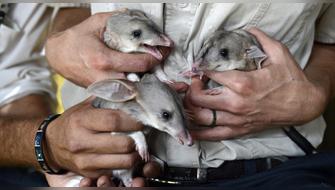 Alerta ecológica: Más de 40 especies se extinguieron durante el 2025