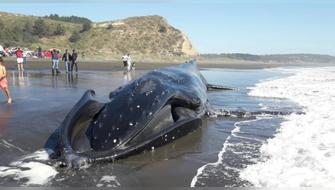 Chile tiene la tasa más alta de choques de barco contra ballenas