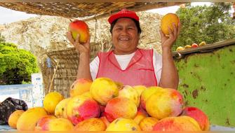 Aprueba norma técnica para impulsar calidad del mango