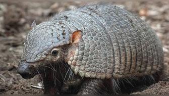 Fiestas de Carnavales siguen causando enormes daños a fauna silvestre