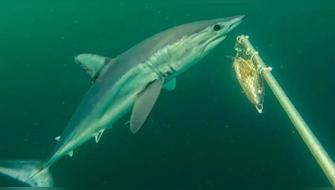 Registran por primera a tiburones diamante en el Perú