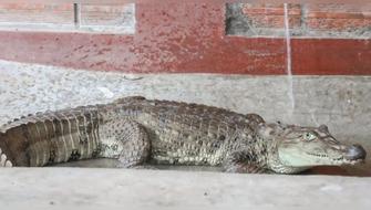 Rescatan lagarto blanco y puercoespín en Ucayali