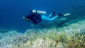 Arrecifes de coral pierden el 70 % de su cadena alimenticia
