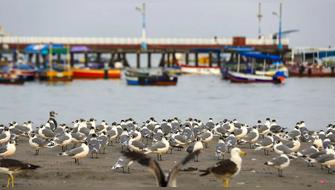 Aves marinas regresan a playa Agua Dulce por ausencia de bañistas