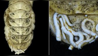 Descubren molusco con lengua de hierro en Japón