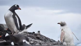 Gripe aviar se expande en la Antártida y amenaza a la fauna