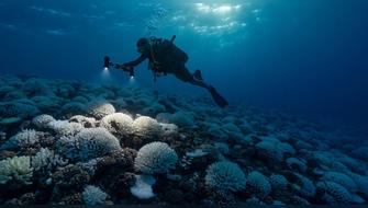 Calentamiento global también impacta profundidades marinas