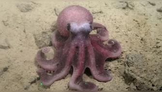 Hallan nueva y fascinante especie de Pulpo en Chile