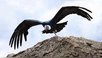 Aves desaparecieron de territorios indígenas en menos de un siglo