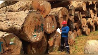 Cofinanciarán pequeñas plantas de transformación de madera